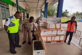 BKHIT Maluku awasi pengiriman kepiting bakau  hidup tujuan Singapura