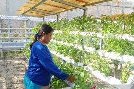 LPP Palu berikan pelatihan Hidroponik untuk Warga Binaan