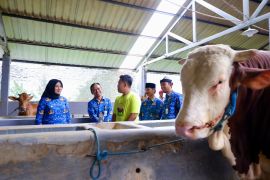 Pemkab Banyuwangi minta anak muda tidak malu jadi peternak