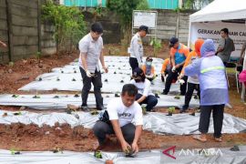 Jakpus tanam 10 ribu bibit cabai untuk stabilkan harga saat Ramadhan