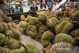 Peluang ekspor buah durian montong Page 1 Small