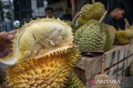 Peluang ekspor buah durian montong Page 2 Small