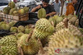 Peluang ekspor buah durian montong Page 3 Small