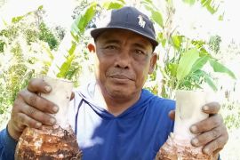 Gusti Kompiang Tirtayasa sukses kembangkan Keladi Pratama sentuhan EM4