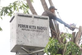 Disperkim Kota Madiun pangkas pohon rawan tumbang saat cuaca ekstrem