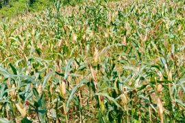 Distan Aceh Besar dorong petani manfaatkan mesin untuk keringkan jagung