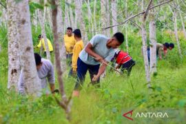 Kalsel siapkan 325 hektare lahan untuk penanaman FOLU Net Sink 2030