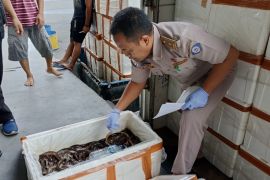 Balai Karantina permudah ekspor 90.000 belut Sidoarjo ke China