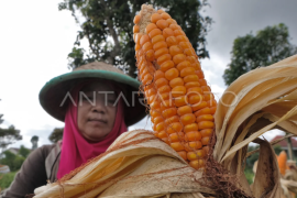 Anomali cuaca picu kenaikan harga jagung Page 1 Small