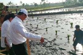 Kata Mentan, NTB penyumbang produksi padi sebesar 880,99 ribu ton