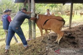 Pemkab Nagan Raya targetkan vaksinasi 10.000 ternak di 2024