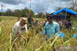Pemkab Bangka Barat mendorong optimalisasi lahan pertanian