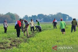 Petani di Kabupaten Bekasi diminta waspadai hama tikus