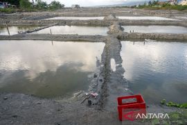 Produksi garam terhenti akibat hujan Page 1 Small