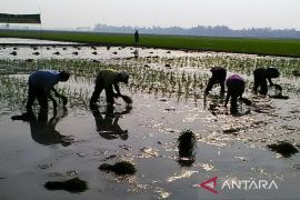 Sawah di kawasan rawan bencana di Karawang jadi prioritas program asuransi