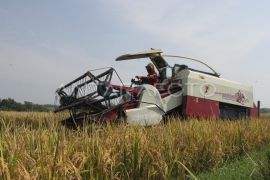 CIPS: Intensifikasi pertanian menjadi prioritas dukung produksi pangan nasional