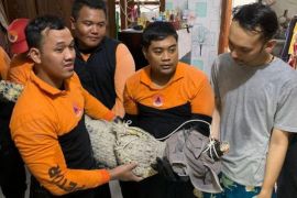 Petugas BPBD Surabaya evakuasi buaya muara lepas milik warga