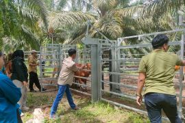 Disbunak Paser lakukan pemeriksaan hewan ternak antispasi PMK