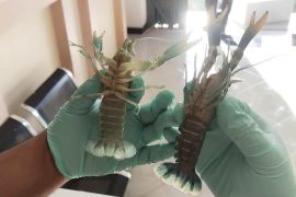 Karantina Jawa Timur tingkatkan pengawasan lalu lintas komoditas ikan