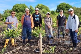 PWI bersama pecinta mangrove Indonesia - Jepang tanam bakau di Bintan
