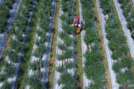 Harga cabai keriting di petani Gorontalo Rp18.750 per kg