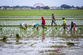Minim regenerasi buruh tani