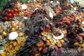 Harga TBS terus naik dalam tiga periode