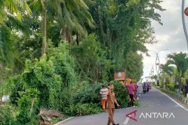 DLH Bangka pangkas pohon di pinggir jalan utama