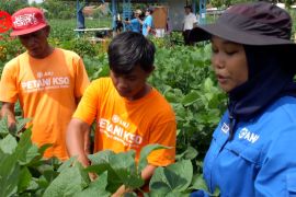 Melihat pemuda menjadi petani modern saat bercocok tanam edamame