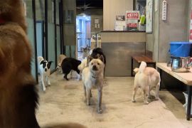 Parlemen Korsel sahkan UU larangan perdagangan daging anjing