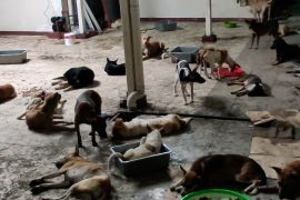 Pemkot Solo siapkan surat edaran larangan konsumsi daging anjing