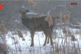 Cara Cagar Alam Nasional Xinjiang beri makan satwa di musim dingin