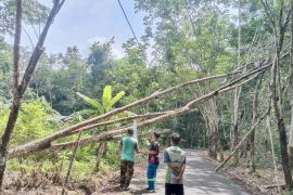 Relawan Mantimin bahu-membahu tangani pohon tumbang di jalan umum