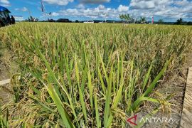 BPS: Nilai Tukar Petani Papua Barat pada Januari 2024 naik tipis