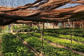 Kelompok Tani di Maluku dapat bantuan  25.000 bibit dari pusat