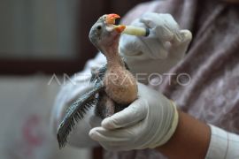 Perawatan burung endemik pulau Enggano hasil sitaan
