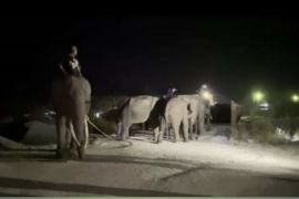 Dua gajah liar di Pelalawan digiring keluar