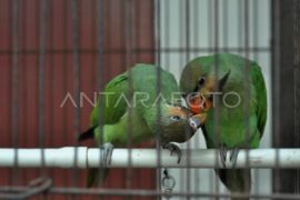 Burung endemik pulau Enggano hasil sitaan
