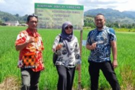 Dinas TPHP Sulbar kembangkan 10 varietas padi unggul