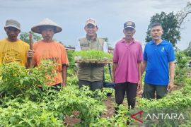 LHK NTB tumpang sari cabai di lahan HKm Wana Lestari Lombok Timur