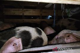 Pemkab Mimika minta peternak tak bakar babi terjangkit ASF