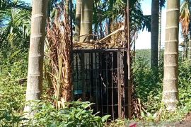 Seekor harimau sumatra masuk kandang jebak BKSDA di Pasaman (Video)