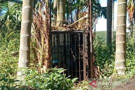 Seekor Harimau Sumatera masuk kandang jebak di Pasaman Sumbar