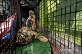 Tim Medis BKSDA periksa kesehatan harimau masuk perangkap di Aceh Selatan