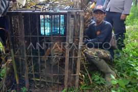 Harimau Sumatera masuk perangkap di Pasaman Page 1 Small