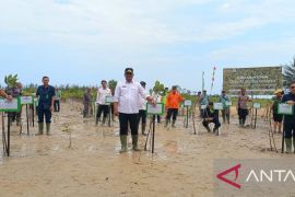 Berhasil rehab mangrove di hamparan 70 hektare, Babel bisa jadi role model