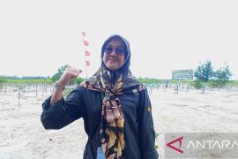 3.900 hektare kawasan mangrove di Babel sudah di rehabilitasi