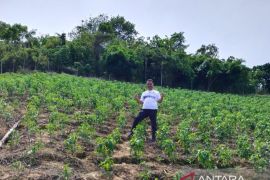 Petani di Gorontalo Utara tanam 100 ribu bibit cabai rawit