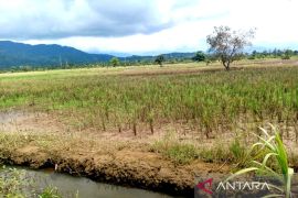 Pj bupati Abdya berjanji tangani banjir yang mengancam petani usai pemilu