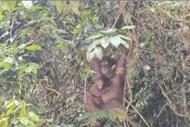 Dua orang utan lahir di Kalbar harapan upaya pelestarian